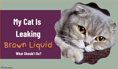 Cat Leaking Brown Fluid (Explanations and Solutions)。